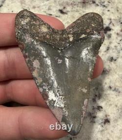 Megalodon Shark Tooth 2.57 Venice Florida Diver Direct As Found