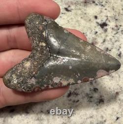 Megalodon Shark Tooth 2.57 Venice Florida Diver Direct As Found