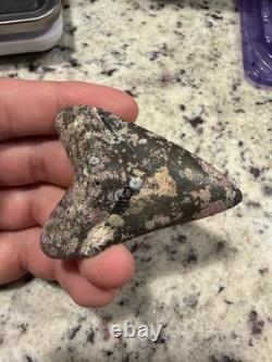 Megalodon Shark Tooth 2.57 Venice Florida Diver Direct As Found