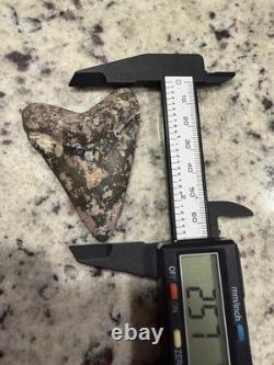 Megalodon Shark Tooth 2.57 Venice Florida Diver Direct As Found