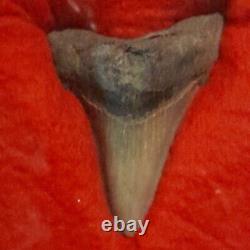Megalodon Shark Tooth 2.60- Serrated Real Fossil No Restoration