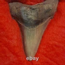 Megalodon Shark Tooth 2.60- Serrated Real Fossil No Restoration