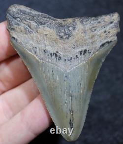 Megalodon Shark Tooth 2.75 Extinct Fossil Authentic NOT RESTORED (WT2-105)