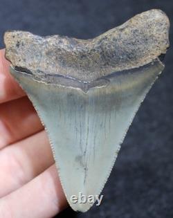 Megalodon Shark Tooth 2.75 Extinct Fossil Authentic NOT RESTORED (WT2-105)