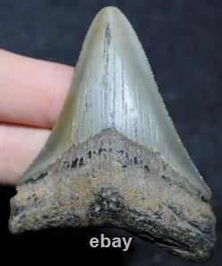 Megalodon Shark Tooth 2.75 Extinct Fossil Authentic NOT RESTORED (WT2-105)