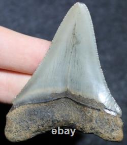 Megalodon Shark Tooth 2.75 Extinct Fossil Authentic NOT RESTORED (WT2-105)