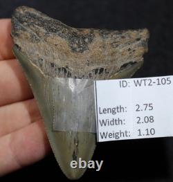 Megalodon Shark Tooth 2.75 Extinct Fossil Authentic NOT RESTORED (WT2-105)