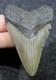 Megalodon Shark Tooth 2.89 Extinct Fossil Authentic Not Restored (wt2-112)