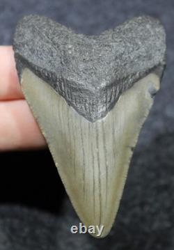 Megalodon Shark Tooth 2.89 Extinct Fossil Authentic NOT RESTORED (WT2-112)
