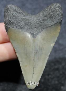 Megalodon Shark Tooth 2.89 Extinct Fossil Authentic NOT RESTORED (WT2-112)