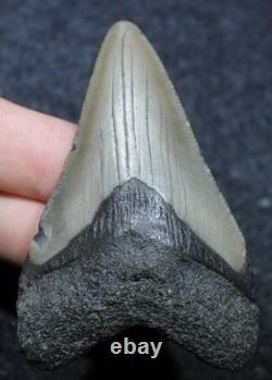 Megalodon Shark Tooth 2.89 Extinct Fossil Authentic NOT RESTORED (WT2-112)