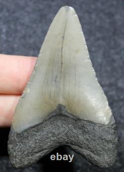 Megalodon Shark Tooth 2.89 Extinct Fossil Authentic NOT RESTORED (WT2-112)