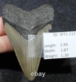 Megalodon Shark Tooth 2.89 Extinct Fossil Authentic NOT RESTORED (WT2-112)