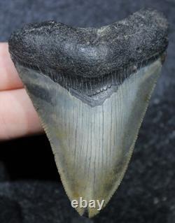 Megalodon Shark Tooth 3.10 Extinct Fossil Authentic NOT RESTORED (SOP-51)