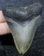Megalodon Shark Tooth 3.10 Extinct Fossil Authentic Not Restored (sop-51)