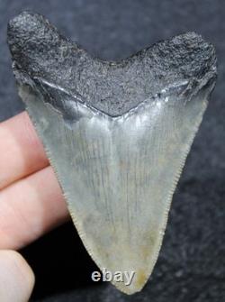Megalodon Shark Tooth 3.10 Extinct Fossil Authentic NOT RESTORED (SOP-51)