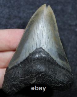 Megalodon Shark Tooth 3.10 Extinct Fossil Authentic NOT RESTORED (SOP-51)