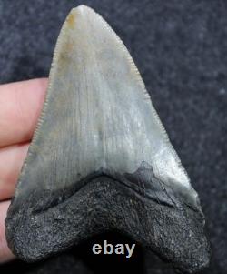 Megalodon Shark Tooth 3.10 Extinct Fossil Authentic NOT RESTORED (SOP-51)