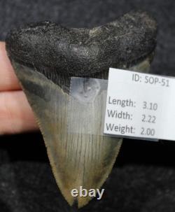 Megalodon Shark Tooth 3.10 Extinct Fossil Authentic NOT RESTORED (SOP-51)