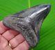 Megalodon Shark Tooth 3 & 11/16 Collector Grade Natural