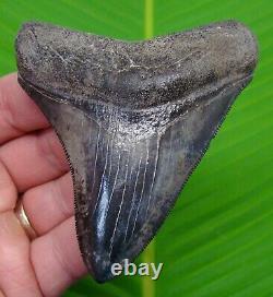 Megalodon Shark Tooth 3 & 11/16 Collector Grade Natural