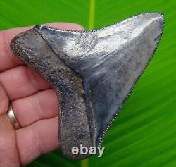 Megalodon Shark Tooth 3 & 11/16 Collector Grade Natural