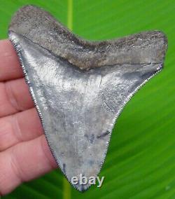 Megalodon Shark Tooth 3 & 11/16 Collector Grade Natural