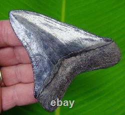 Megalodon Shark Tooth 3 & 11/16 Collector Grade Natural