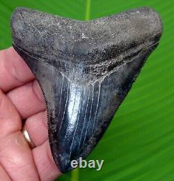 Megalodon Shark Tooth 3 & 11/16 Serrated Grade Georgia