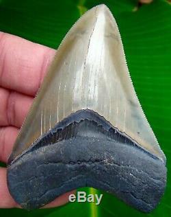 Megalodon Shark Tooth 3 & 11/16 in. TOP 1% REAL FOSSIL NO RESTORATIONS