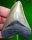 Megalodon Shark Tooth 3 & 11/16 In. Top 1% Real Fossil No Restorations