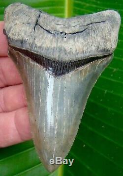 Megalodon Shark Tooth 3 & 13/16 REAL FOSSIL DAGGER SHAPE NO RESTORATIONS