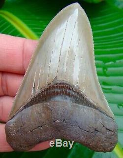 Megalodon Shark Tooth 3 & 13/16 in. SUPER GEM QUALITY NO RESTORATIONS