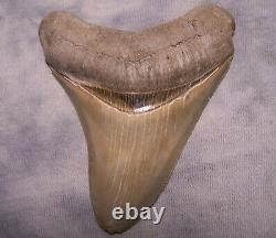 Megalodon Shark Tooth 3 15/16 Shark Teeth Extinct Jaw Fossil Sharp Serrations