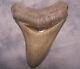 Megalodon Shark Tooth 3 15/16 Shark Teeth Extinct Jaw Fossil Sharp Serrations