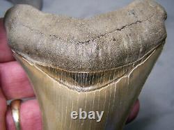 Megalodon Shark Tooth 3 15/16 Shark Teeth Extinct Jaw Fossil Sharp Serrations