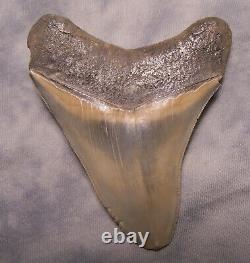 Megalodon Shark Tooth 3 15/16 Shark Teeth Extinct Jaw Fossil Sharp Serrations