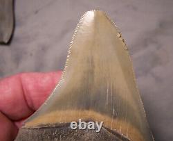 Megalodon Shark Tooth 3 15/16 Shark Teeth Extinct Jaw Fossil Sharp Serrations