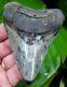 Megalodon Shark Tooth 3 & 15/16 In. Colorful Excellent Quality Real Fossil