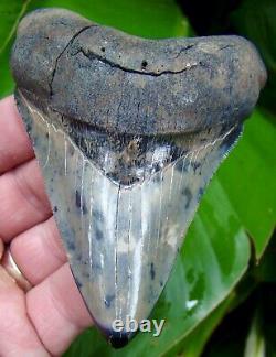 Megalodon Shark Tooth 3 & 15/16 in. COLORFUL EXCELLENT QUALITY REAL FOSSIL