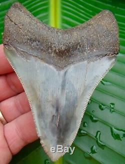 Megalodon Shark Tooth 3 & 15/16 in. REAL FOSSIL Sharks Teeth NO RESTORATIONS