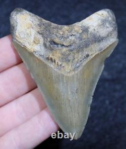 Megalodon Shark Tooth 3.15 Extinct Fossil Authentic NOT RESTORED (WT3-383)