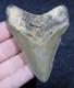 Megalodon Shark Tooth 3.15 Extinct Fossil Authentic Not Restored (wt3-383)