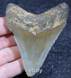Megalodon Shark Tooth 3.15 Extinct Fossil Authentic NOT RESTORED (WT3-383)