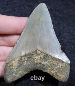 Megalodon Shark Tooth 3.15 Extinct Fossil Authentic NOT RESTORED (WT3-383)