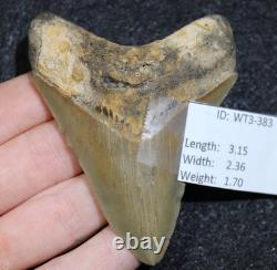 Megalodon Shark Tooth 3.15 Extinct Fossil Authentic NOT RESTORED (WT3-383)