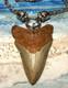 Megalodon Shark Tooth 3 1/2 Real Shark Teeth Necklace Fossil Huge Viking Gem