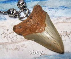 Megalodon Shark Tooth 3 1/2 Real Shark Teeth Necklace Fossil Huge Viking Gem