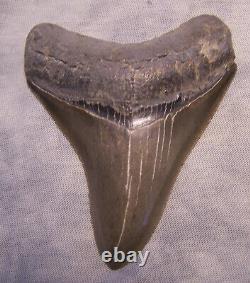 Megalodon Shark Tooth 3 1/2 Teeth Fossil Diver Sharp Serrated Megladon Big Gem