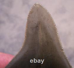 Megalodon Shark Tooth 3 1/2 Teeth Fossil Diver Sharp Serrated Megladon Big Gem